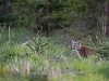 Ilves